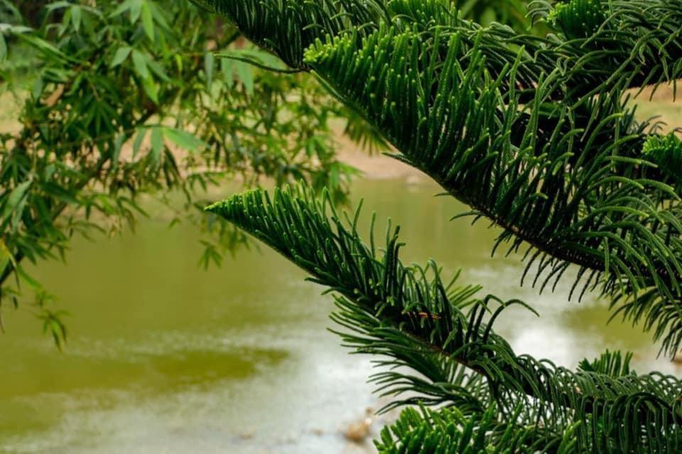Sadhara River View Lodge Kandy Luaran gambar